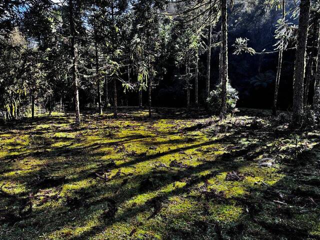 #31 - Chácara para Venda em Urubici - SC