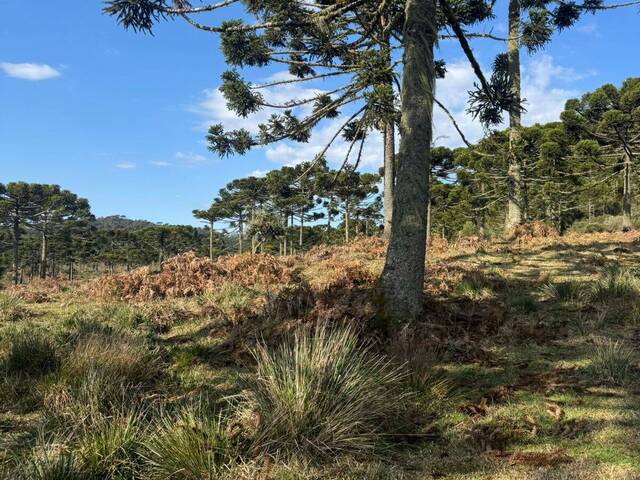 #36 - Chácara para Venda em Urubici - SC