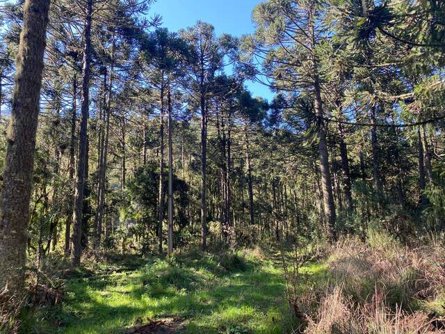 #38 - Chácara para Venda em Urubici - SC