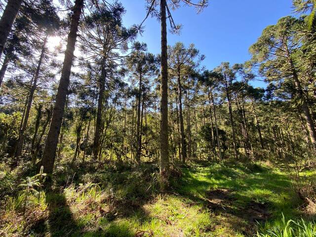 #38 - Chácara para Venda em Urubici - SC