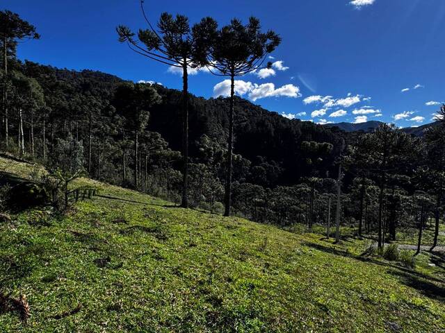 #41 - Chácara para Venda em Urubici - SC