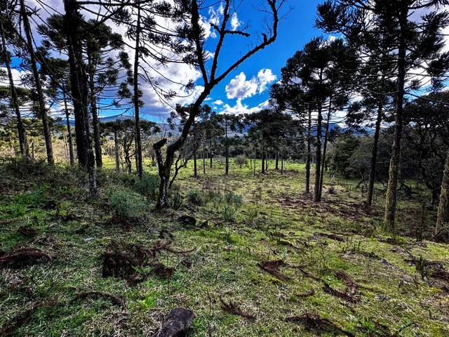 #42 - Chácara para Venda em Urubici - SC