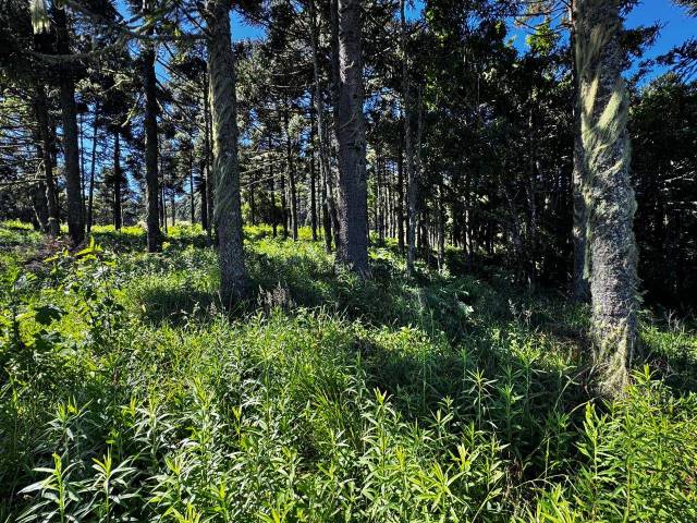 #53 - Chácara para Venda em Urubici - SC