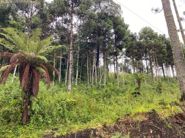Área para Venda em Urubici - 4